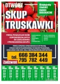 SKUP OWOCÓW MIĘKKICH TRUSKAWKI  – GRUPA SAJEWSKI
