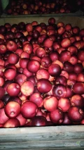 Sprzedam jabłko prins po delikatnym gradzie dobrze wybarwiony rwany bez przerostów od 7 cm 60 skrzyń