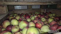 Sprzedam jabłko Lobo 80-85 w dowolne opakowanie ilość około 10t, cena w kartonie 2,20zł/kg