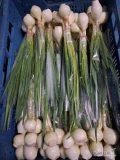 Sprzedam cebulę ze szczypiorem dostępne duże ilości!