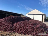 Witam sprzedam cebule czerwona z siewu , duży kaliber 88-300 mogilno 