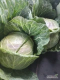 Dzień dobry sprzedam kapustę białą odm Cabice, Padoc głowa od 2-4 kg towar czysty ilości cało samochodowe i mniejsze pakowanie i cena...