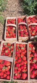 Sprzedam truskawki Florence ok. 450 koszy.Okolica Biała Rawska tel.502069218