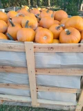 Sprzedam dynie typu Halloween. Odmiana spitfire i Gomez. Kaliber od 1 kg do 1.5 kg. Ilość około 6 ton. Sposób pakowania do uzgodnienia.