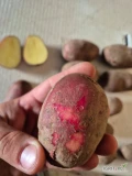 Sprzedam 75 ton ziemniaków Red Bullet typ kulinarny AB , płytkie oczka może być na obieranie , z FITO, 50+ opakowanie big bag lub...