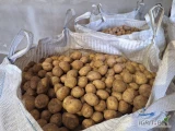 Sprzedam ziemniak SORAJA i Colomba sort +55 opakowanie big bag lub worek szyty 15kg towar zdrowy czysty różne ilości.Ziemniak posiada...