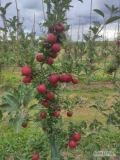 Sprzedam około 10 ton gala Schnico Red