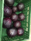 Sprzedam kapustę czerwoną, pół tony, kapusty od 600g do 1600g.
