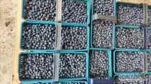 Mam na sprzedaż borówkę Blucrop z dzisiejszego zbioru ok 200 kg. Kaliber 14+ Sortowana w pojemniki 4kg lub w łubianki. 
