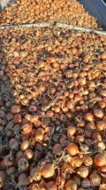 Cebula ŻÓŁTA NA WOREK I DO OBIERANIA, 60-70%6+ Ilości tirowe, import, dostawa do klienta w całej Polsce. Co tydzień nowe oferty do...