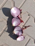 Sprzedam cebulę czerwoną  red tide 4,5-7 