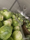 Witam sprzedam duże ilości kapusty białej na przemysł I na market pakowaną w karton box zainteresowanych zapraszam 