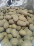 Sprzedam ziemniaki odmiana Obama kaliber 4.5+ z jasnej ziemi bez parcha opakowanie big-bag 