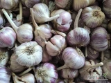 Witam sprzedam czosnek do sadzenia Harnaś główki na kg 20 zł kg  zdrowy odnowiony   z centrali   zdrowy wolny od chorób , o...