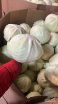 Sprzedam kapustę białą pakowaną w karton box kaliber 2kg + 