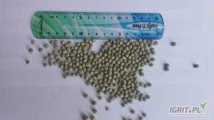 Predám hrach zelený pre holuby drobný čisteny 75t