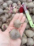 Witam sprzedam buraczka czerwonego drobnego do 5 cm  
