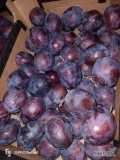 Sprzedam śliwka prezydent 4 + twardy  3 tony