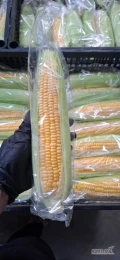 Sprzedam kukurydzę cukrową w ilościach hurtowych. Oferuję kukurydzę w workach, w skrzyniopaletach lub obieraną i pakowaną w folię....