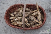 Sprzedam Topinambur
