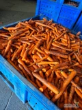 Sprzedam marchew mytą paszową