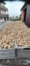 Witam sprzedam super ziemniaki jadalne odmiana Ignacy zapraszam.