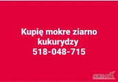 Kupię mokre ziarno kukurydzy 100 ton. 518-048-715