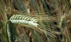 Większy skup zbóż niż przed rokiem