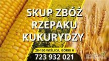 Kupię zboża,rzepak kukurydzę 
