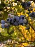 Sprzedam borówkę amerykańską ekologiczną z certyfikatem agrobiotest.Ilosc do uzgodnienia.18/kg