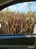 Sprzedam 500 ton kukurydzy mokrej załadunek szybki załadunek 500 zł netto tona