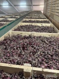 Cebula CZERWONA NA WOREK I DO OBIERANIA, 60%6+ Ilości tirowe, import, dostawa do klienta w całej Polsce. Co tydzień nowe oferty do...