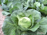 Sprzedam kapustę białą młodą. Hurtowe ilości