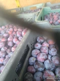 Witam sprzedam śliwkę przemysłową fioletową słodką od 16 do 18 brixsów większe ilości odmiany Kalipso, Katinka, Diana, Węgierka,...