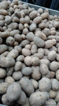 Sprzedam ziemniaki jadalne MELODY i JUREK kaliber 45+ towar z jasnej ziemi czysty zdrowy opakowania do uzgodnienia 