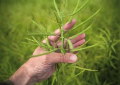 Credit Agricole: Ceny rzepaku będą spadać!