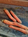 Sprzedam marchew kaliber 3+  ogławiana ręcznie, odmiana Komarno 
