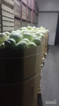Kapusta biała kaliber 1-4kg opakowanie karton box ilości tirowe 