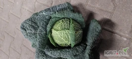 Sprzedam końcówkę kapusty  drobnej w ilości ok. 300sztuk.  Wielkość od 0.6 do 1.5 kg. Możliwy transport. 