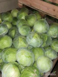 Sprzedam kapuste biała kal.1-4kg jakość marketowa opakowanie karton box