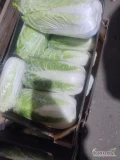 Sprzedam kapustę pekińska. Kalibraz 0.5 - 2 kg
