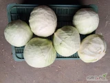 Sprzedam 3 tiry kapusty do przetwórstwa zapraszam 
