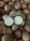 Witam sprzedam 3 tony grubej cebuli 9+