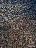 Słonecznik Czarny drobny czyszczony pakowany po 20 kg
