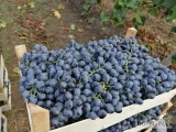 Sprzedajemy winogrona z Mołdawii.