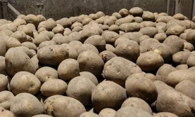 Ziemniaki nawet po 5 gr/kg? Izba apeluje o interwencję!