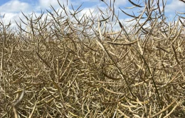 KZPRiRB: ceny rzepaku ciut wyższe niż przed tygodniem