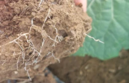 Jak zredukować zużycie nawozów?