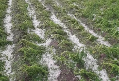 Spotkanie w ministerstwie o pomocy po gradobiciach i burzach