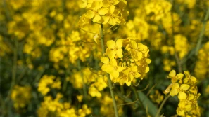 Bayer - nowości w ofercie odmian rzepaku ozimego marki DEKALB na sezon 2025.